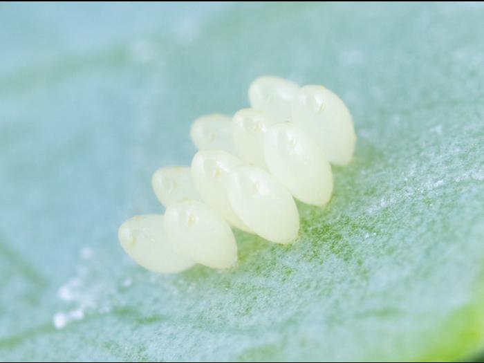 Coccinelle à quatorze points (Propylea quatuordecimpunctata)