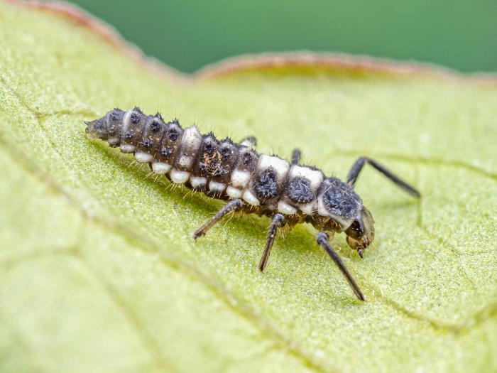 Coccinelle à quatorze points (Propylea quatuordecimpunctata)