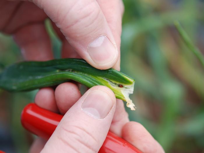 Mineuse du poireau (Phytomyza gymnostoma)