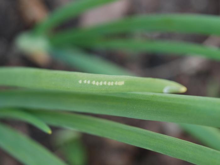 Mineuse du poireau (Phytomyza gymnostoma)