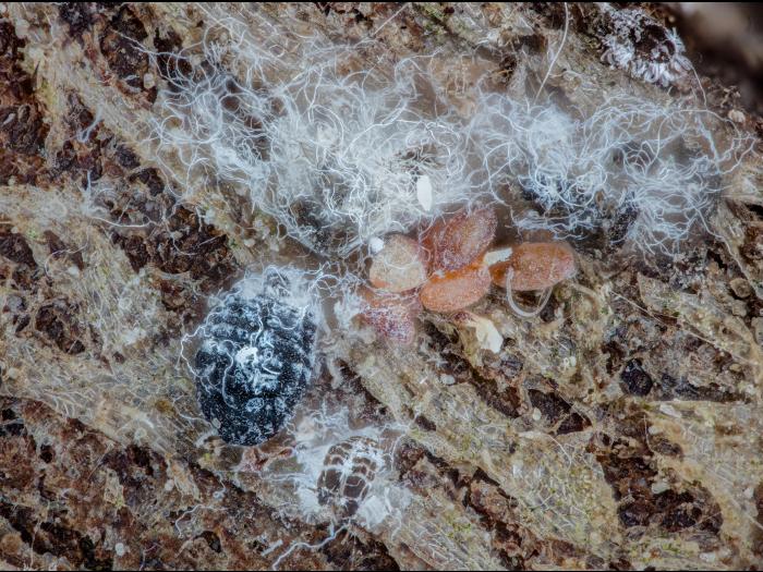 Puceron lanigère du sapin (Adelges piceae)