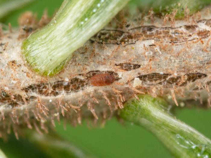 Puceron lanigère du sapin (Adelges piceae)