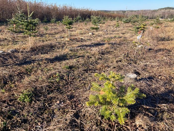 Puceron des racines du sapin baumier (Prociphilus americanus)