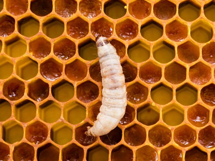 Fausse-teigne de la cire (Galleria mellonella)