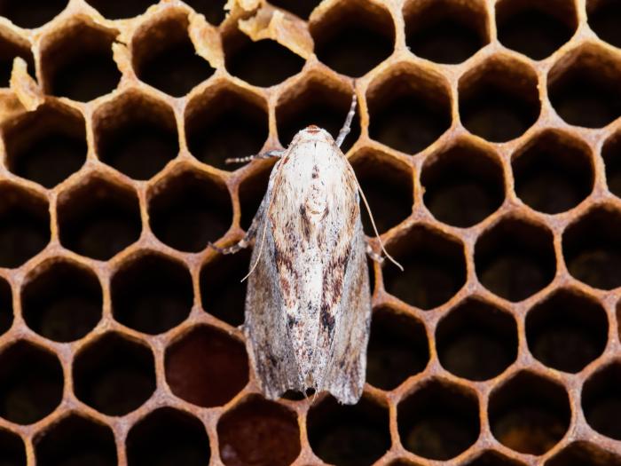 Fausse-teigne de la cire (Galleria mellonella)