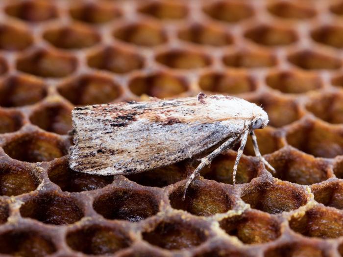 Fausse-teigne de la cire (Galleria mellonella)