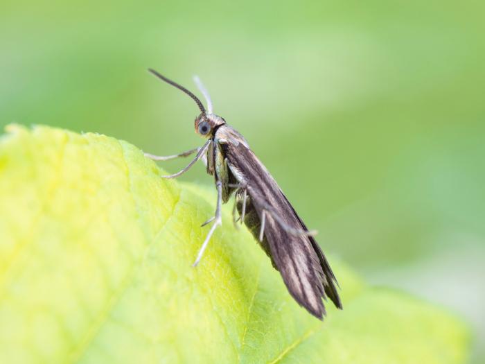 Schreckensteinia festaliella