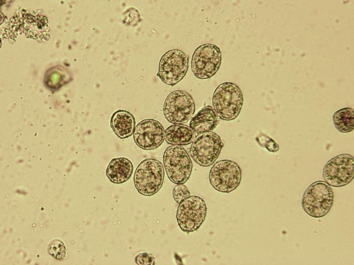Nahidemyces sp. 