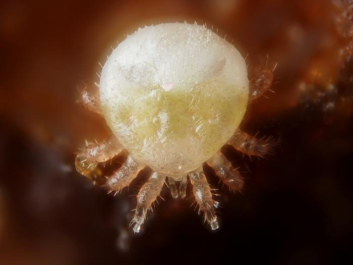 Varroa (Varroa destructor)