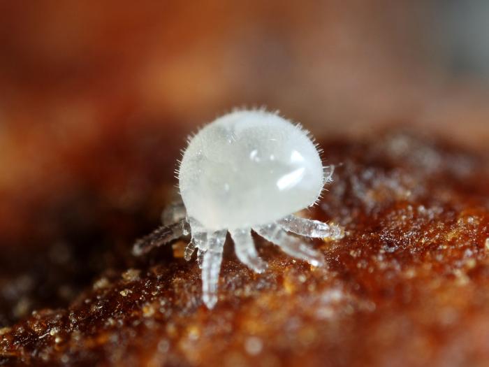 Varroa (Varroa destructor)