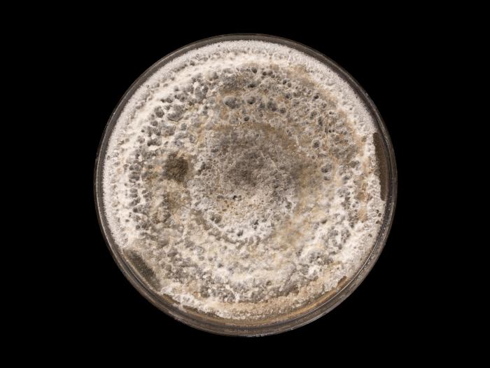  Alternaria_alternata_5