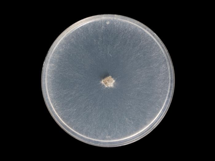 Botryosphaeria_dothidea_8