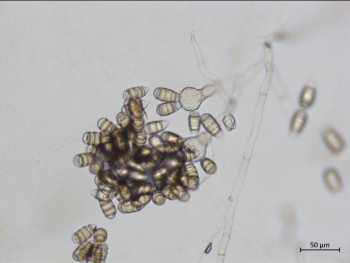 Cephaliophora_tropica_1