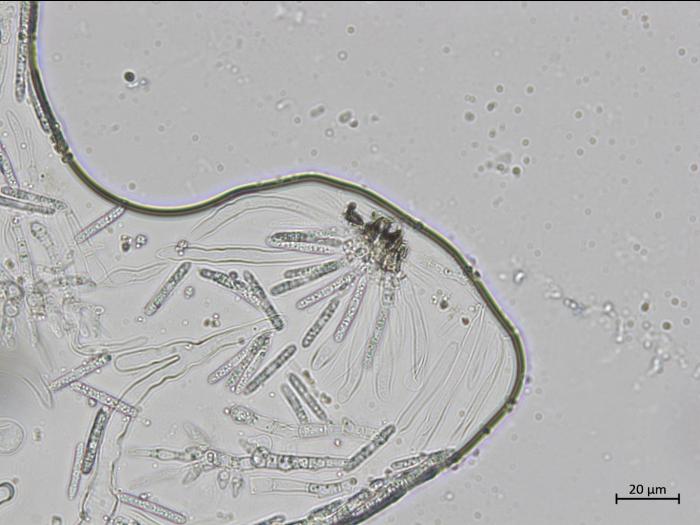 Coleophoma_empetri_1