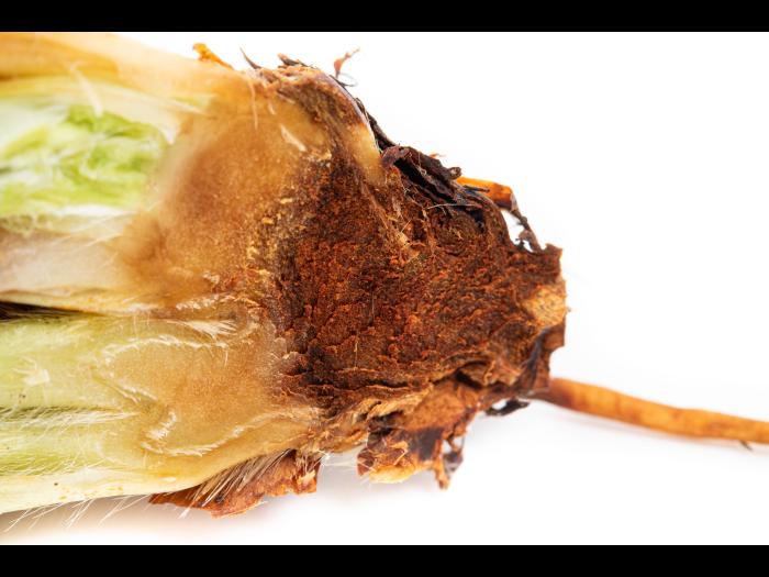 Colletotrichum siamense