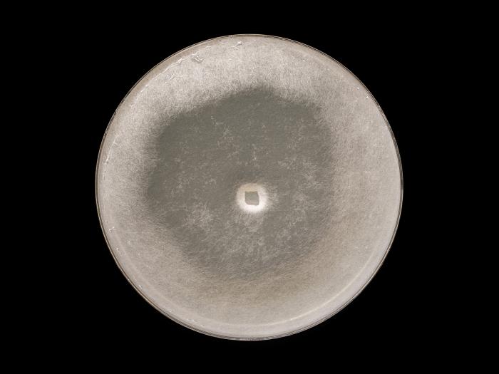 Globisporangium_irregulare_6