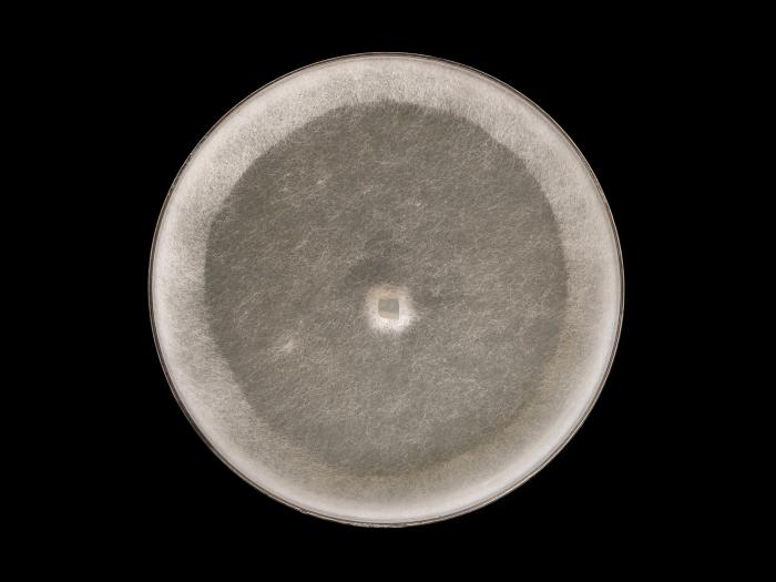 Globisporangium_irregulare_5