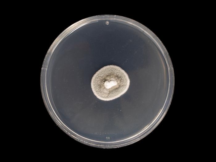 Helminthosporium_solani_3