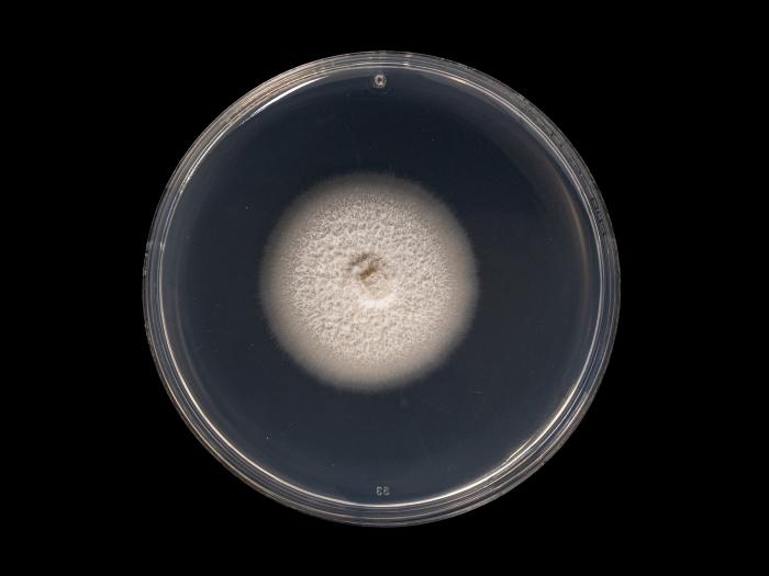 Ilyonectria_liriodendri_5