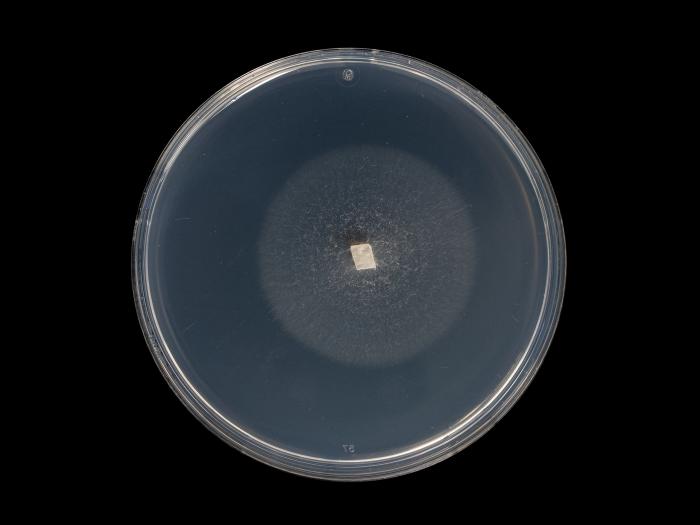 Ilyonectria_liriodendri_7