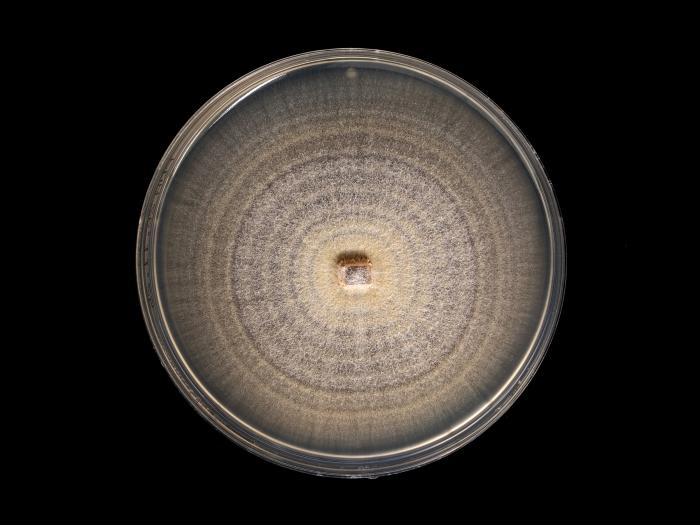 Neocosmospora_solani_7