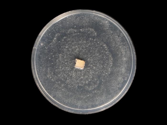 Neopestalotiopsis_sp_8