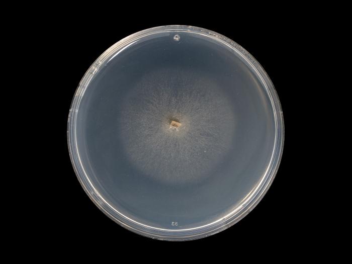 Phaeoacremonium_minimum_6
