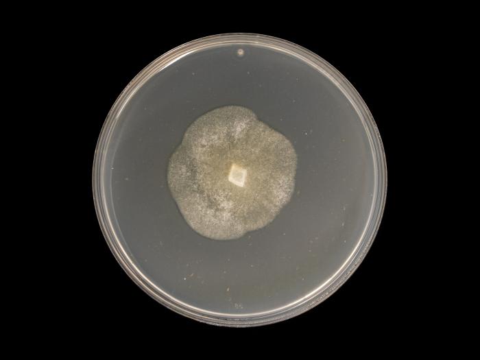 Phytophthora_cactorum_6