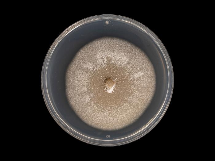 Plectosphaerella_cucumerina_7