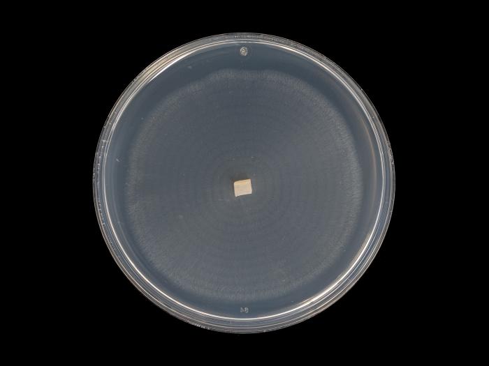 Plectosphaerella_cucumerina_10