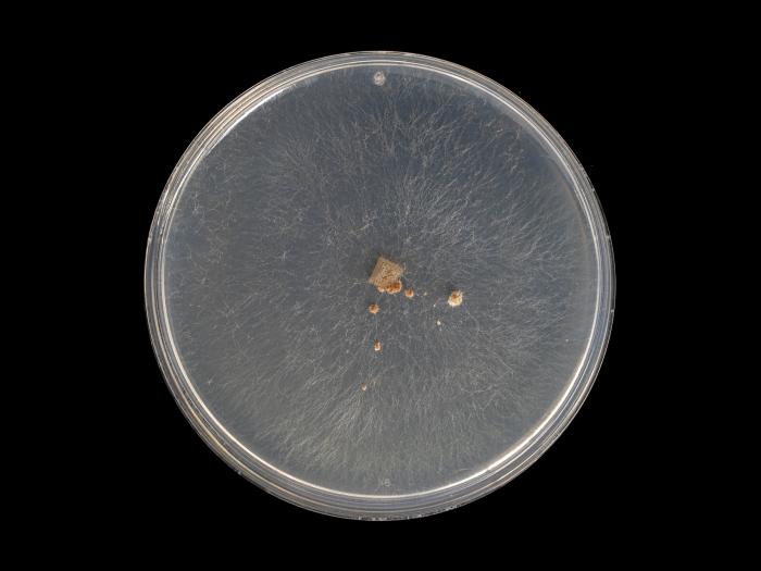 Rhizoctonia_solani_12