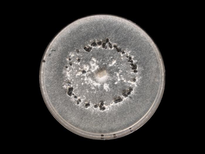 Sclerotinia_sclerotiorum_7