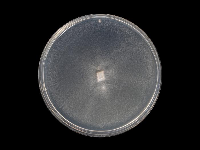 Verticillium_dahliae_10