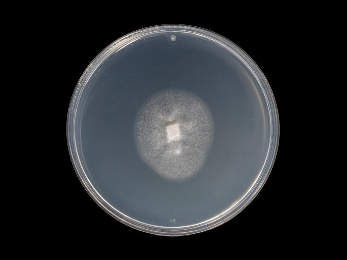 Verticillium_dahliae_8