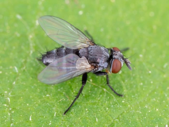 Celatoria setosa