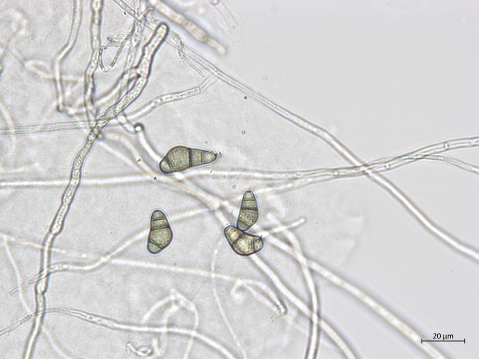 Curvularia_sp_1