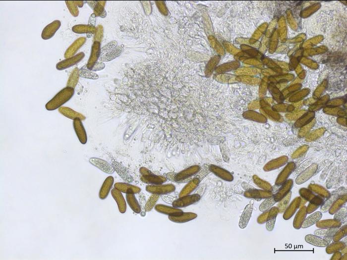 Diplodia_sapinea_1