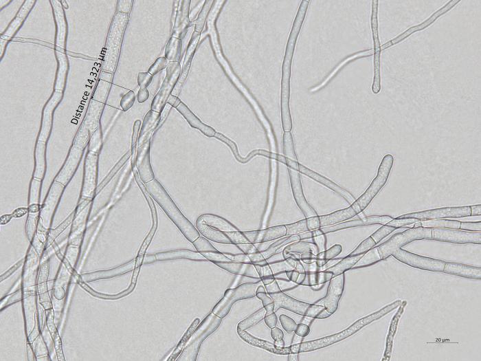 Monilinia_polystroma_1