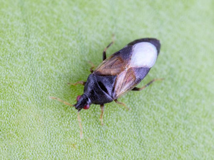 Orius insidiosus