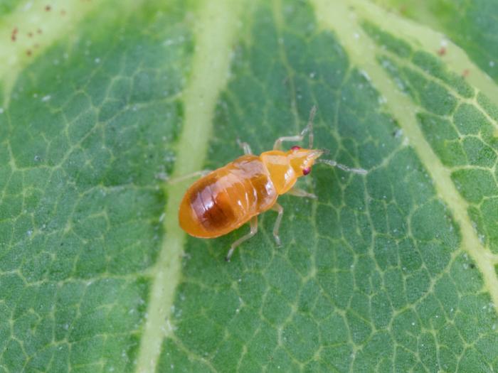 Orius tristicolor