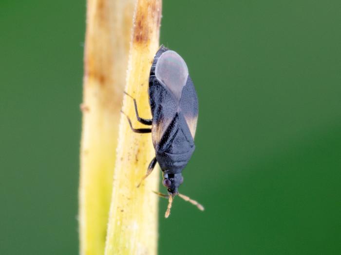 Orius tristicolor