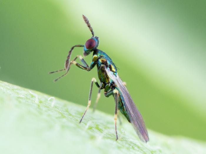 Diglyphus isaea