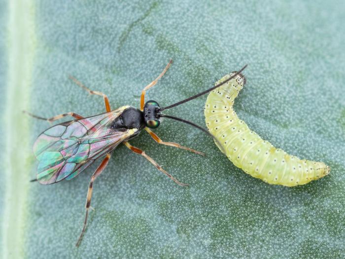 Diadegma insulare