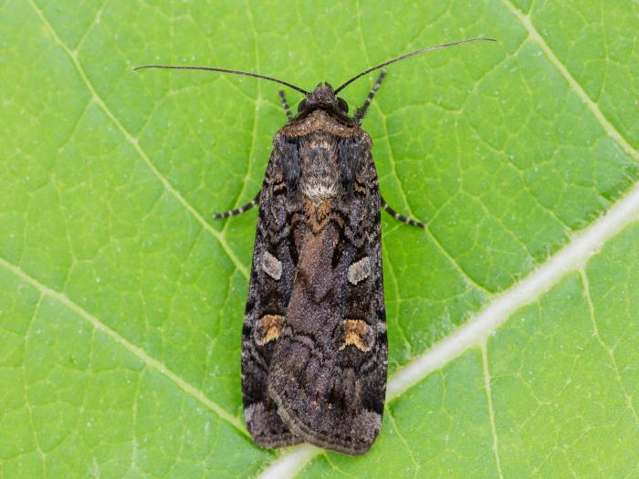 Légionnaire noire (Actebia fennica)