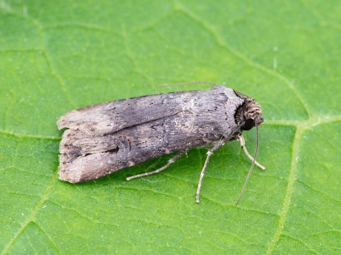 Ver-gris noir (Agrotis ipsilon)