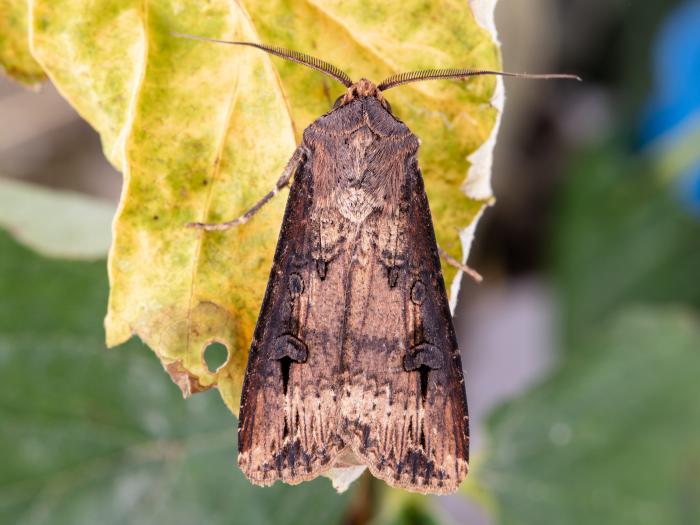 Ver-gris noir (Agrotis ipsilon)
