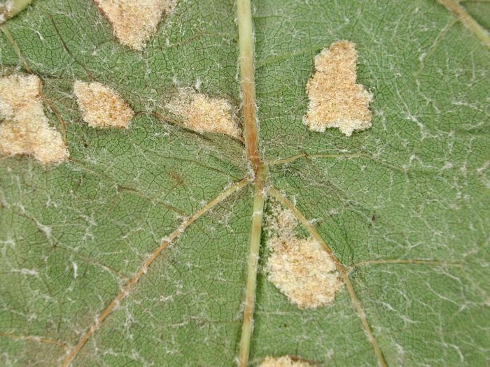 Ériophyide de la vigne (Colomerus vitis)