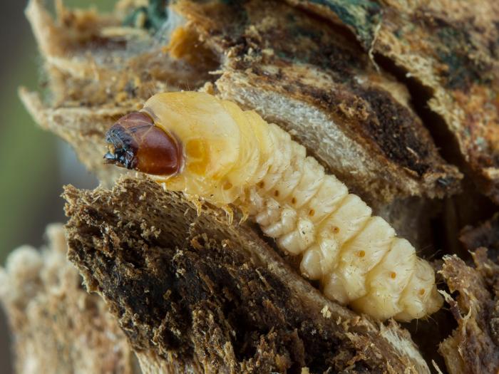 Desmocère à manteau (Desmocerus palliatus)