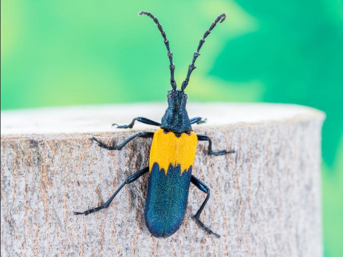 Desmocère à manteau (Desmocerus palliatus)