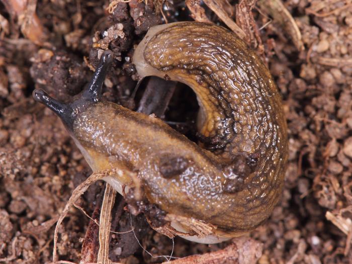 Limaces